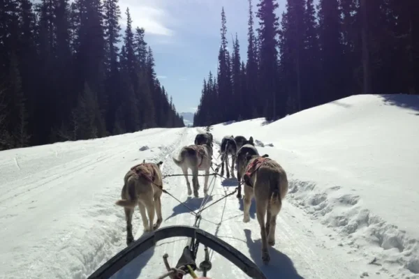 Kingmik Dog Sled Tours