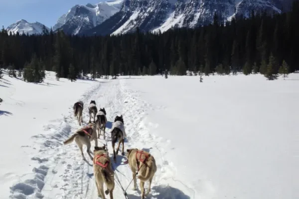 Kingmik Dog Sled Tours