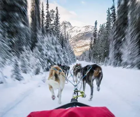 Kingmik Dog Sled Tours