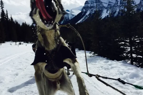 Kingmik Dog Sled Tours