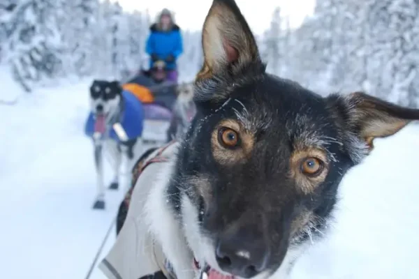 Kingmik Dog Sled Tours