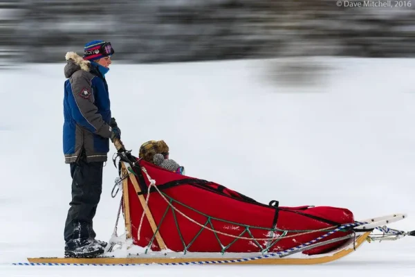 Kingmik Dog Sled Tours