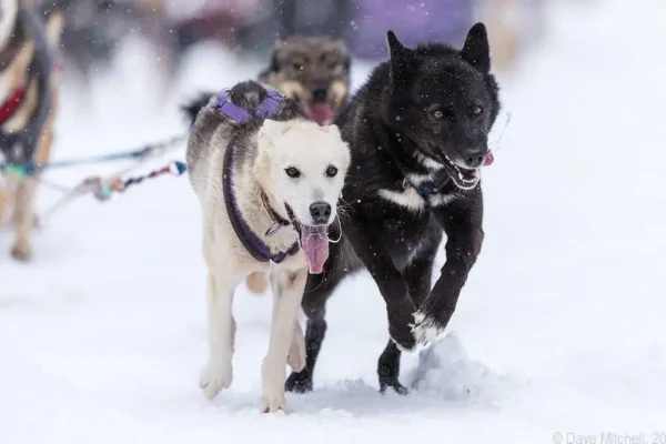 Kingmik Dog Sled Tours