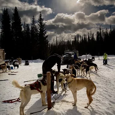 Kingmik Dog Sled Tours