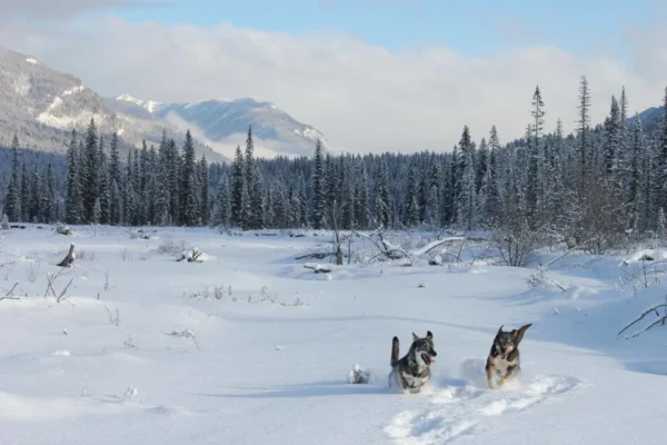Kingmik Dog Sled Tours