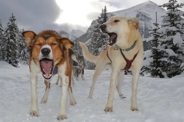 Kingmik Dog Sled Tours