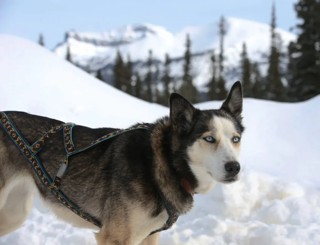 Kingmik Dog Sled Tours