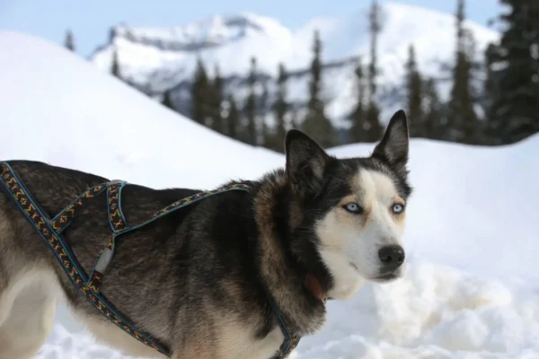 Kingmik Dog Sled Tours