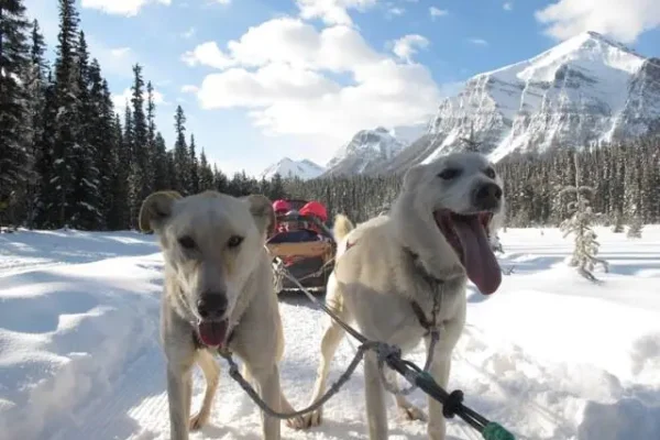 Kingmik Dog Sled Tours
