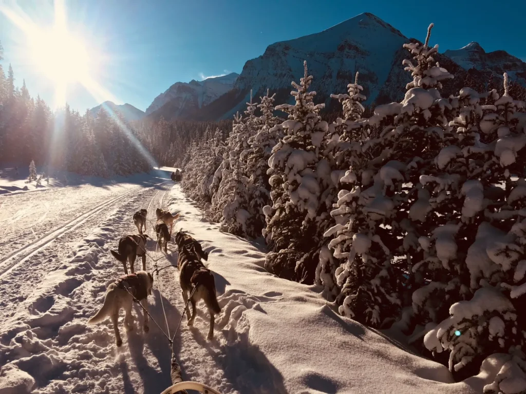 Kingmik Dog Sled Tours