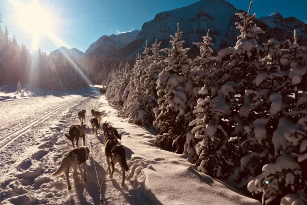Kingmik Dog Sled Tours