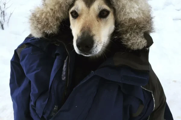 Kingmik Dog Sled Tours