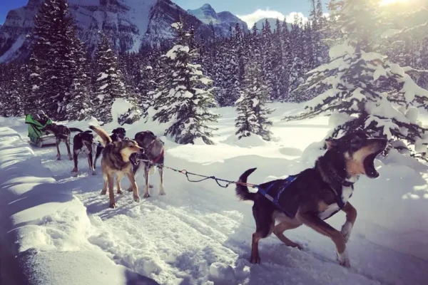 Kingmik Dog Sled Tours