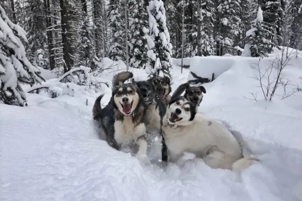 Kingmik Dog Sled Tours