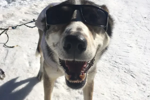 Kingmik Dog Sled Tours