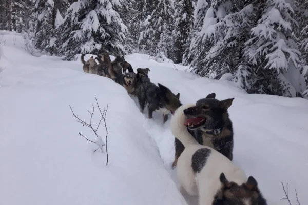 Kingmik Dog Sled Tours