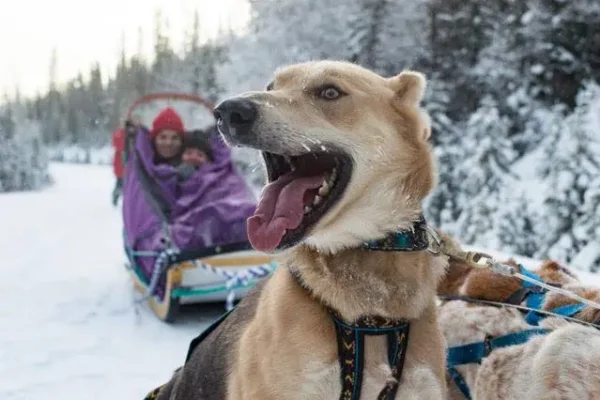 Kingmik Dog Sled Tours