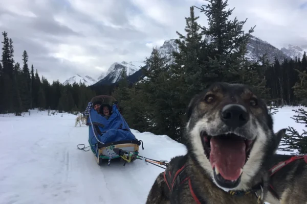 Kingmik Dog Sled Tours