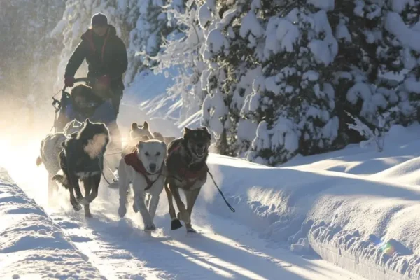 Kingmik Dog Sled Tours