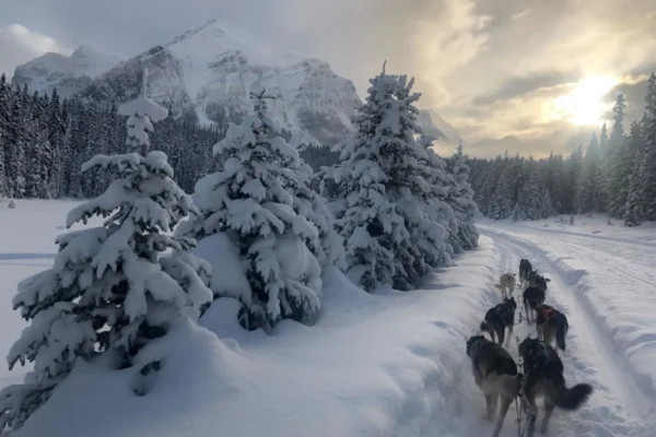 Kingmik Dog Sled Tours