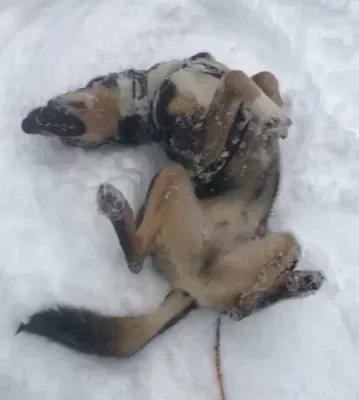 Kingmik Dog Sled Tours