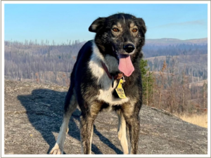 Kingmik Dog Sled Tours