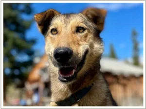 Kingmik Dog Sled Tours