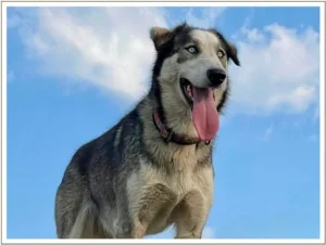 Kingmik Dog Sled Tours