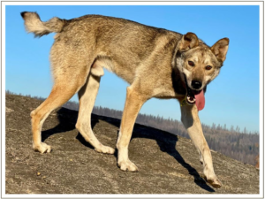 Kingmik Dog Sled Tours