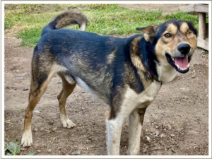 Kingmik Dog Sled Tours