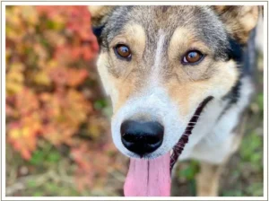 Kingmik Dog Sled Tours