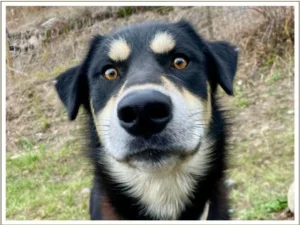 Kingmik Dog Sled Tours