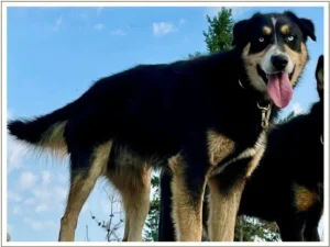 Kingmik Dog Sled Tours