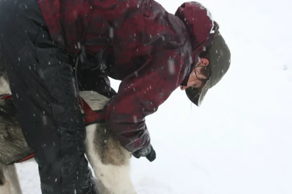 Kingmik Dog Sled Tours