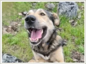 Kingmik Dog Sled Tours