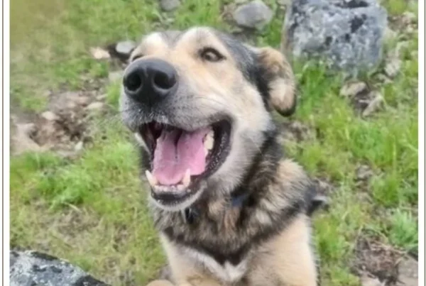 Kingmik Dog Sled Tours