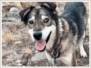 Kingmik Dog Sled Tours