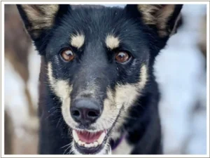 Kingmik Dog Sled Tours