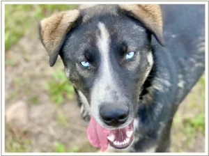 Kingmik Dog Sled Tours