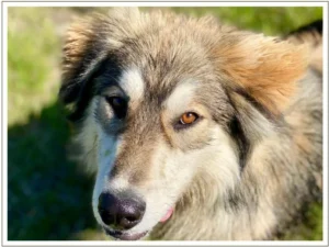 Kingmik Dog Sled Tours