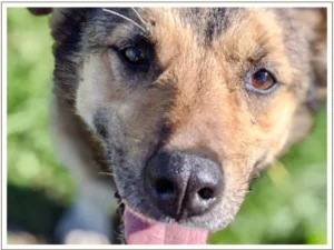 Kingmik Dog Sled Tours