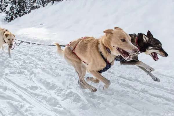 Kingmik Dog Sled Tours