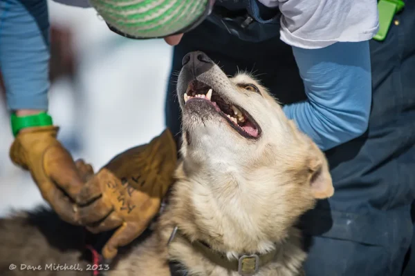 Kingmik Dog Sled Tours