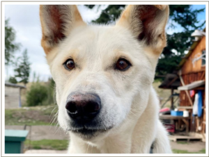 Kingmik Dog Sled Tours