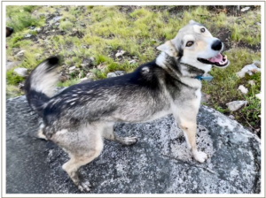 Kingmik Dog Sled Tours