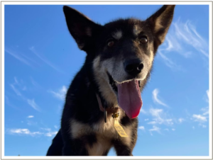 Kingmik Dog Sled Tours