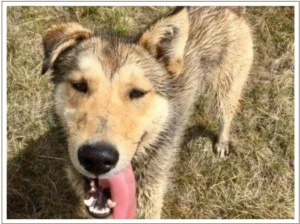 Kingmik Dog Sled Tours