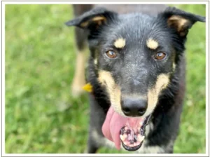 Kingmik Dog Sled Tours