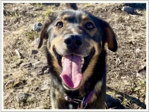 Kingmik Dog Sled Tours