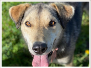 Kingmik Dog Sled Tours